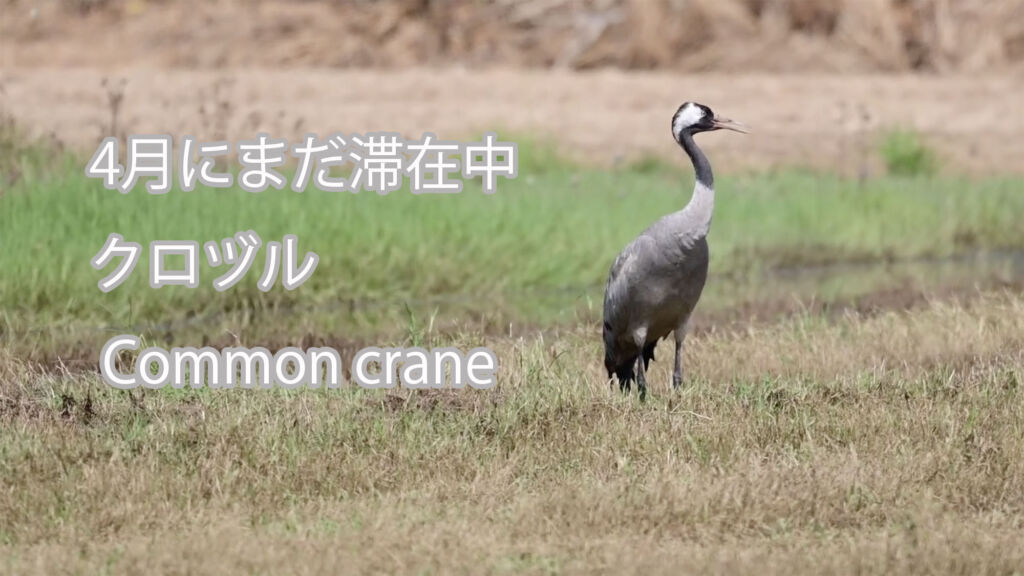 【4月にまだ滞在中】 クロヅル  Common crane