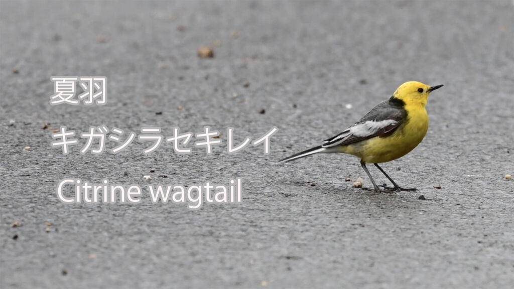 【夏羽】 キガシラセキレイ Citrine wagtail