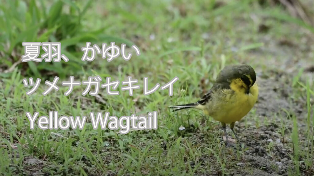 【夏羽、かゆい】 ツメナガセキレイ  Yellow Wagtail