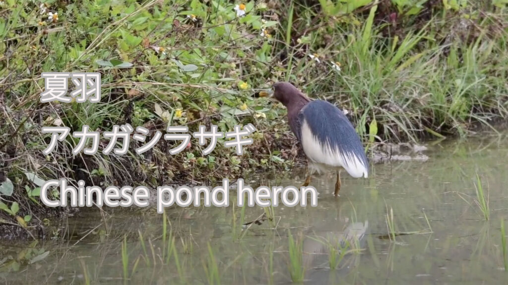 【夏羽】 アカガシラサギ Chinese pond heron