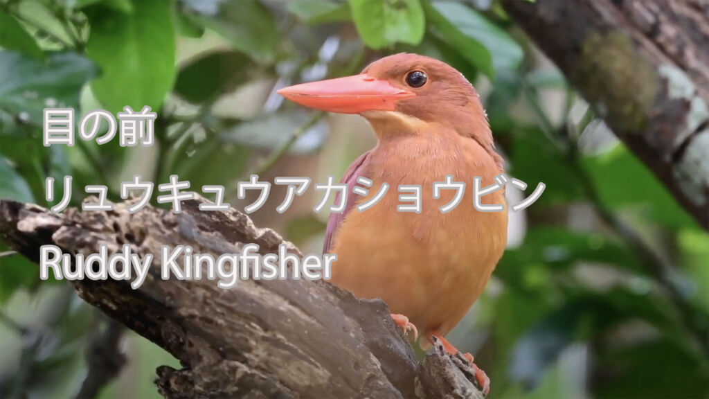 【目の前】 リュウキュウアカショウビン   Ruddy Kingfisher