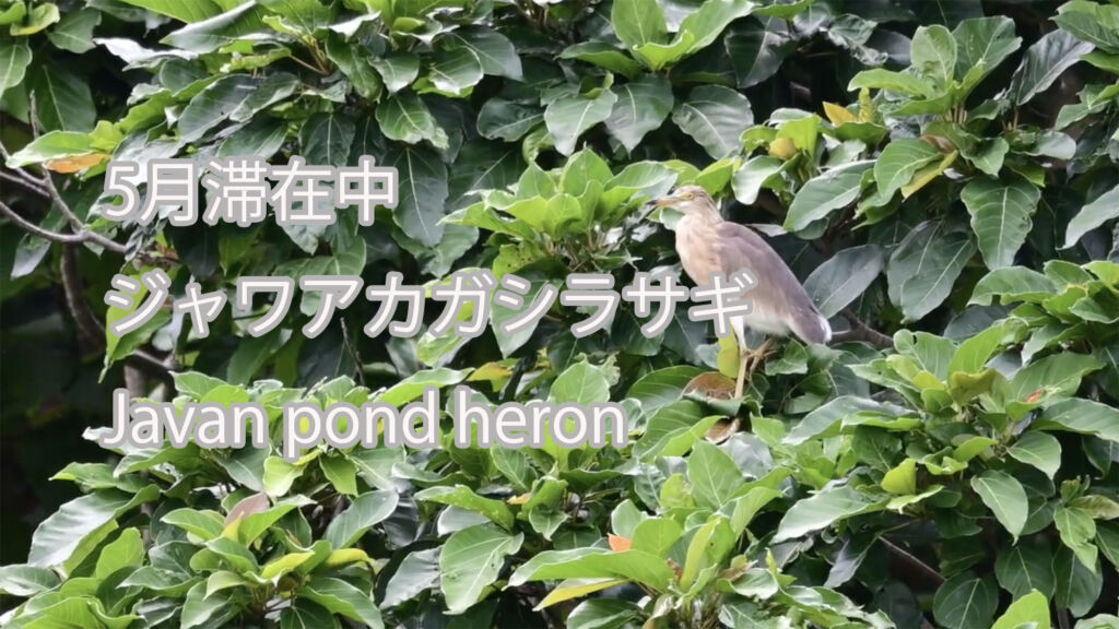 【5月滞在中】 ジャワアカガシラサギ  Javan pond heron