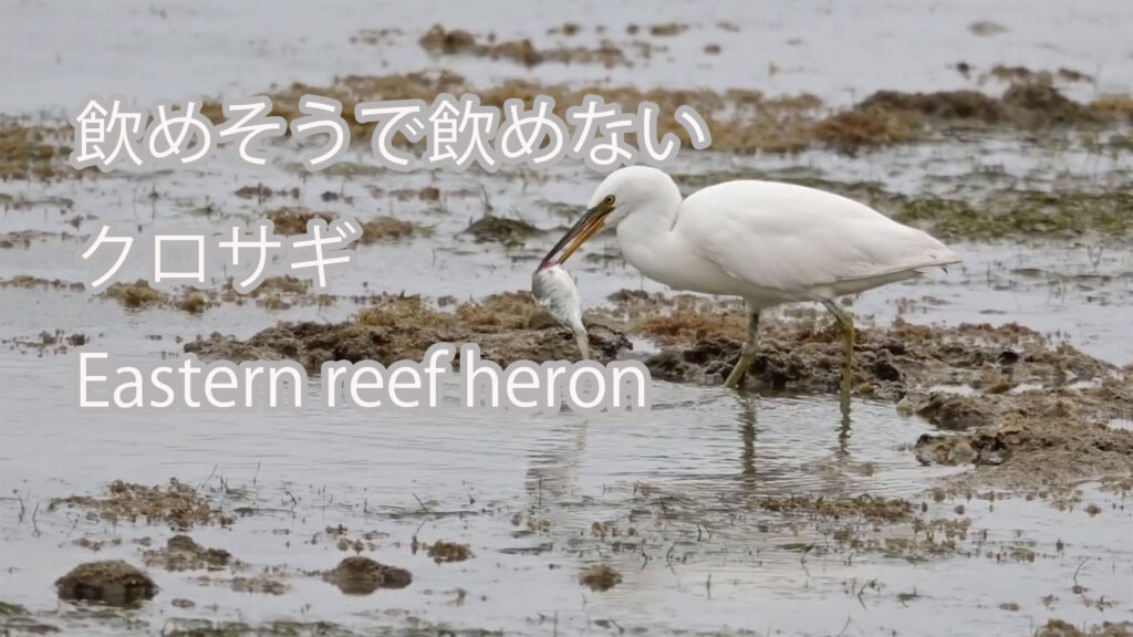 【飲めそうで飲めない】 クロサギ  Eastern reef heron