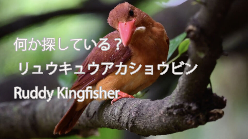 【何か探している？】 リュウキュウアカショウビン Ruddy Kingfisher