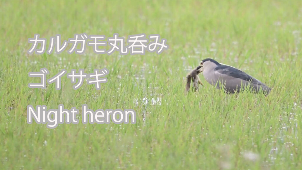【カルガモ丸呑み】 ゴイサギ Night heron