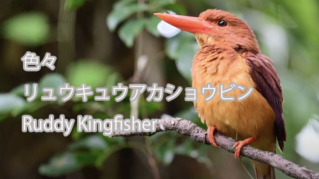【色々】  リュウキュウアカショウビン  Ruddy Kingfisher
