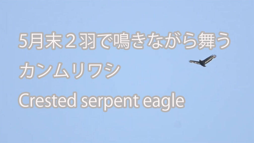 【5月末２羽で鳴きながら舞う】 カンムリワシ Crested serpent eagle