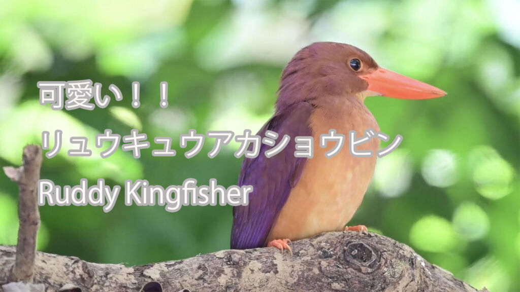 【可愛い】 リュウキュウアカショウビン Ruddy Kingfisher