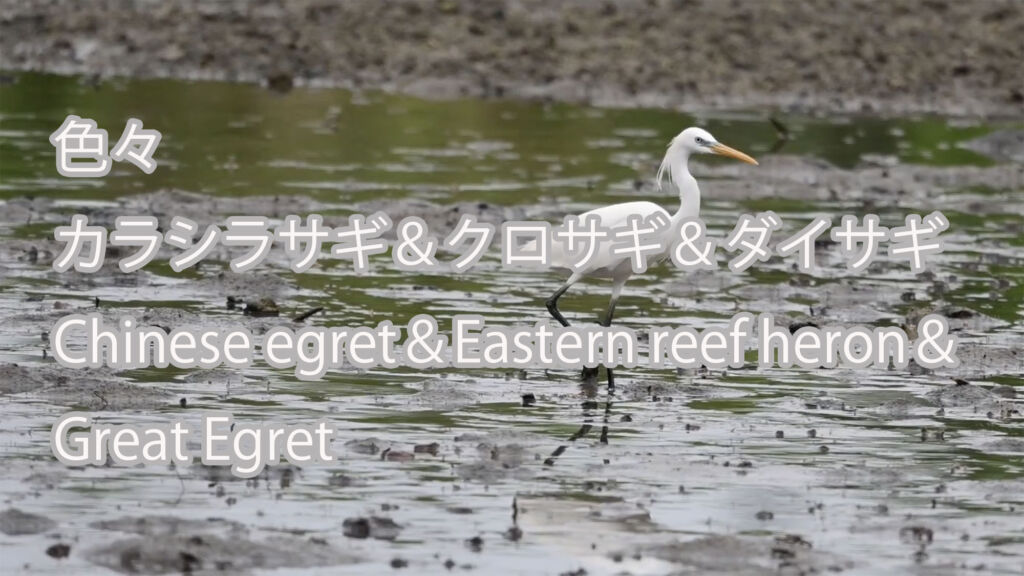 【色々】カラシラサギ＆クロサギ＆ダイサギ Chinese egret＆Eastern reef heron＆Great Egret