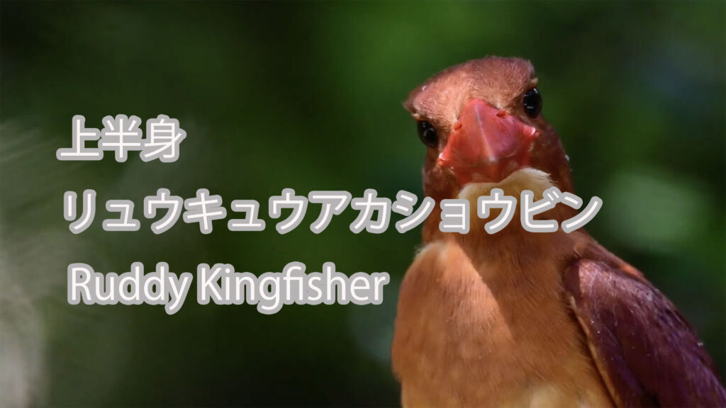 【上半身】 リュウキュウアカショウビン  Ruddy Kingfisher