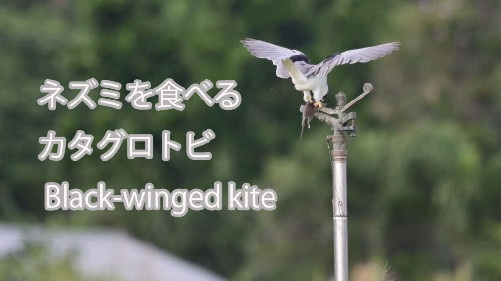 【ネズミを食べる】 カタグロトビ Black-winged kite