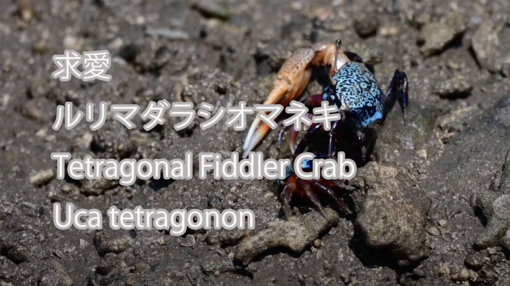【求愛】 ルリマダラシオマネキ Tetragonal Fiddler Crab　 (Uca tetragonon)