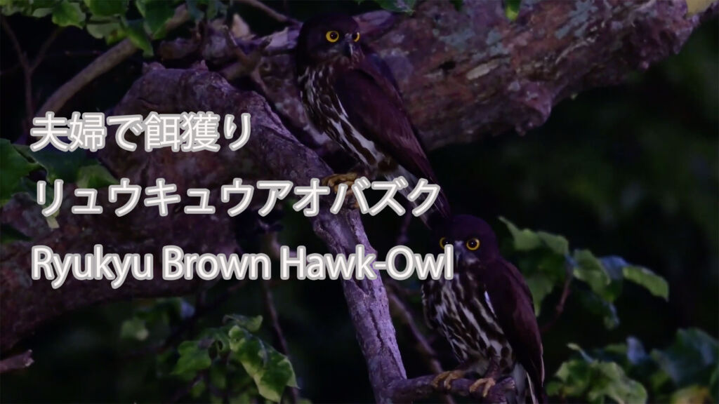 【夫婦で餌獲り】  リュウキュウアオバズク  Ryukyu Brown Hawk-Owl