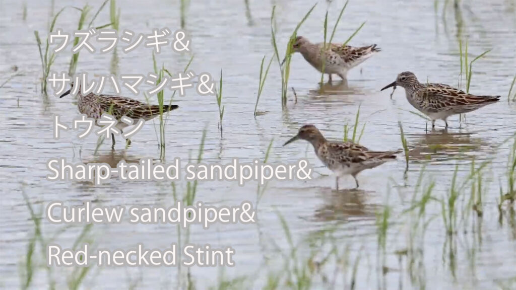 【沢山と１羽】 ウズラシギ＆サルハマシギ＆トウネン  Sharp-tailed sandpiper&Curlew sandpiper&Red-necked Stint