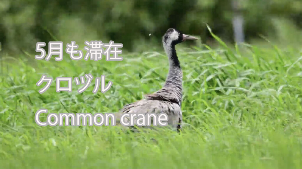 【5月も滞在】 クロヅル Common crane