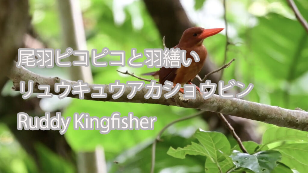 【尾羽ピコピコと羽繕い】 リュウキュウアカショウビン Ruddy Kingfisher
