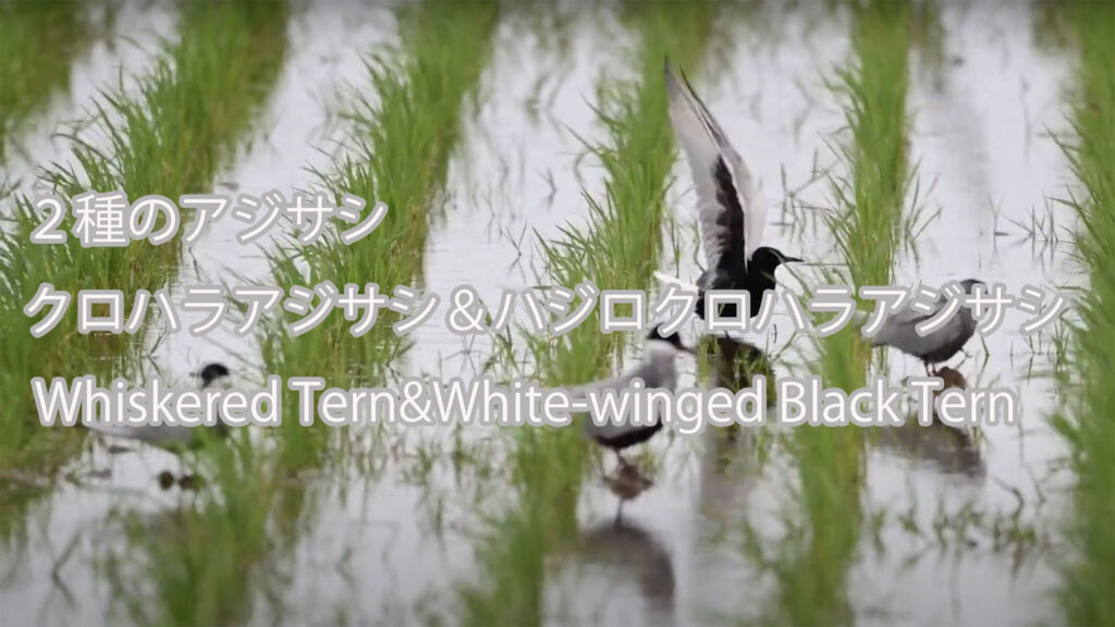 【２種のアジサシ】 クロハラアジサシ＆ハジロクロハラアジサシ  Whiskered Tern&White-winged Black Tern