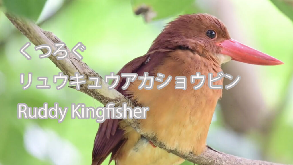 【くつろぐ】 リュウキュウアカショウビン  Ruddy Kingfisher