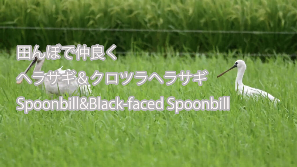 【田んぼで仲良く】 ヘラサギ＆クロツラヘラサギ  Spoonbill&Black-faced Spoonbill