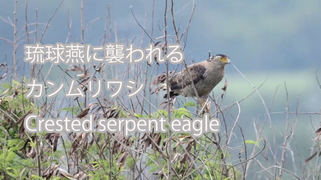 【琉球燕に襲われる】 カンムリワシ  Crested serpent eagle