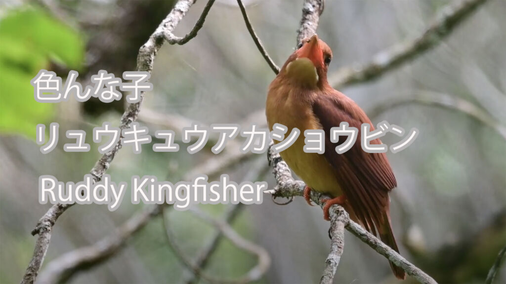 【色んな子】 リュウキュウアカショウビン Ruddy Kingfisher