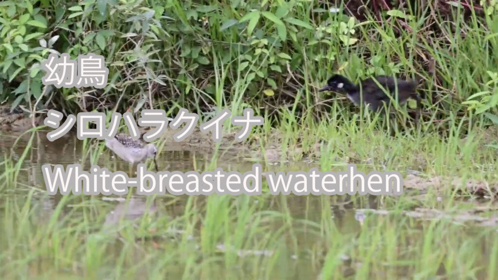 【幼鳥】  シロハラクイナ  White-breasted waterhen