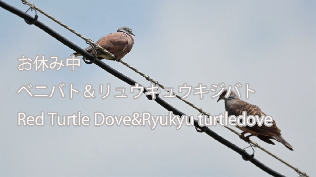 【お休み中】 ベニバト＆リュウキュウキジバト  Red Turtle Dove&Ryukyu turtledove