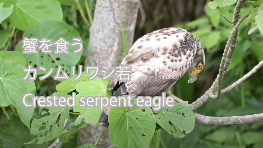 【蟹を食う】 カンムリワシ若 Crested serpent eagle