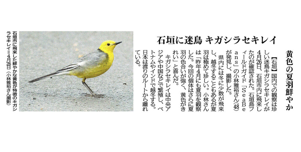 沖縄タイムス 朝刊　石垣に迷鳥キガシラセキレイ夏羽