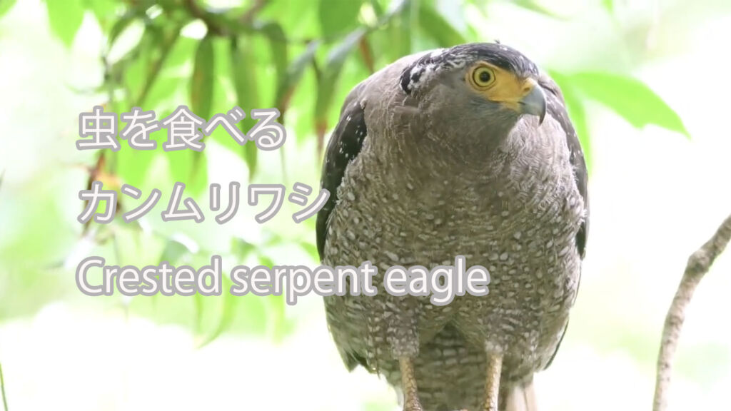 【虫を食べる】 カンムリワシ Crested serpent eagle