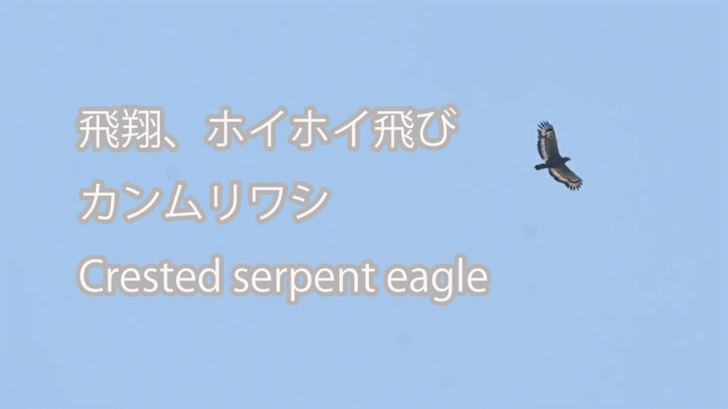 【飛翔、ホイホイ飛び】 カンムリワシ  Crested serpent eagle