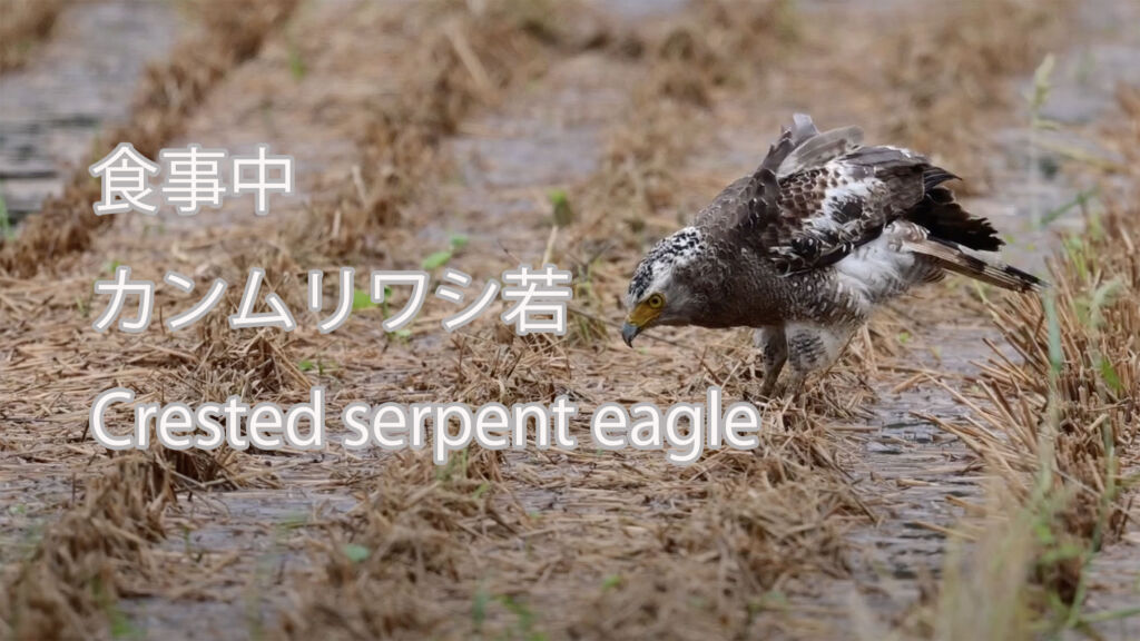 【食事中】  カンムリワシ若  Crested serpent eagle