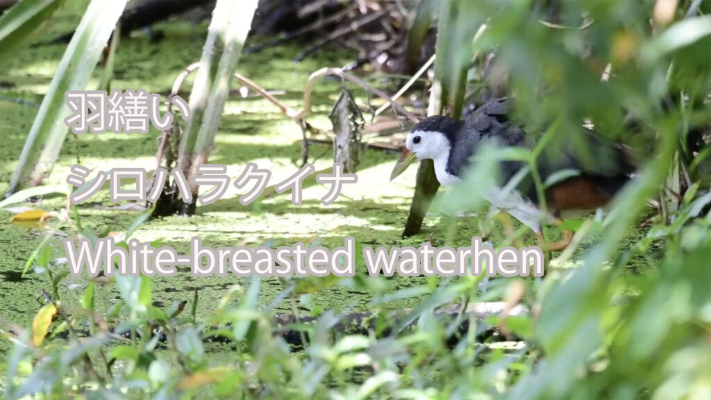 【羽繕い】シロハラクイナ White-breasted waterhen