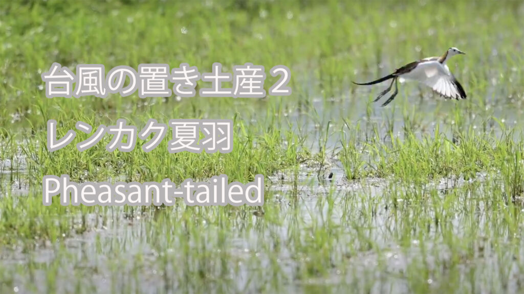 【台風の置き土産２】 レンカク夏羽  Pheasant-tailed