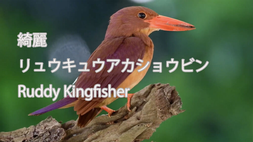 【綺麗】 リュウキュウアカショウビン  Ruddy Kingfisher