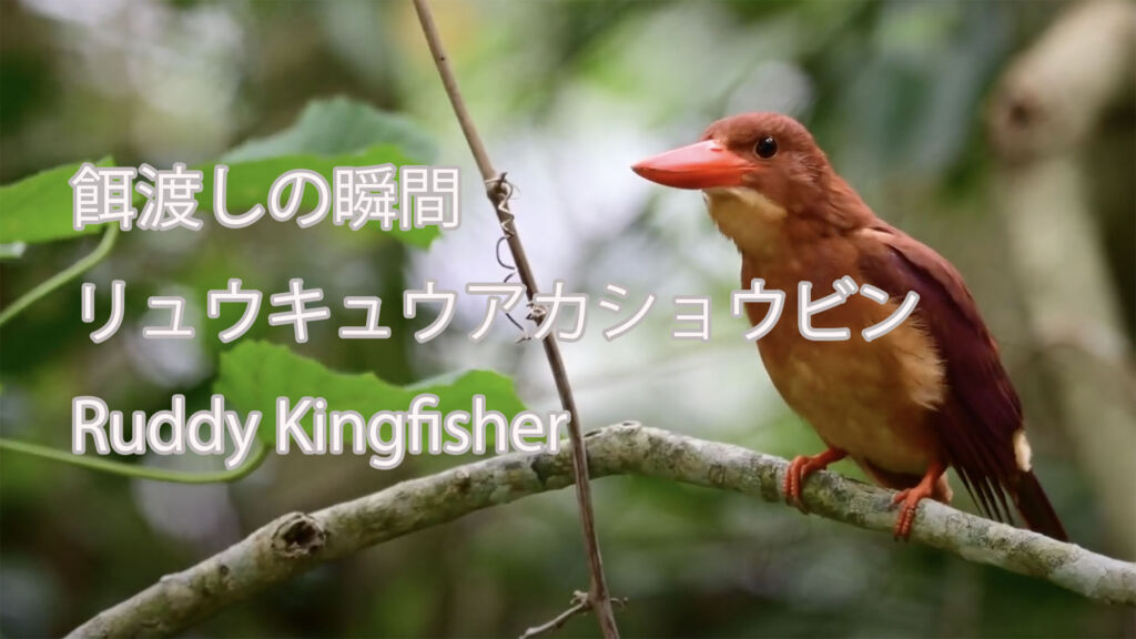 【餌渡しの瞬間】リュウキュウアカショウビン Ruddy Kingfisher
