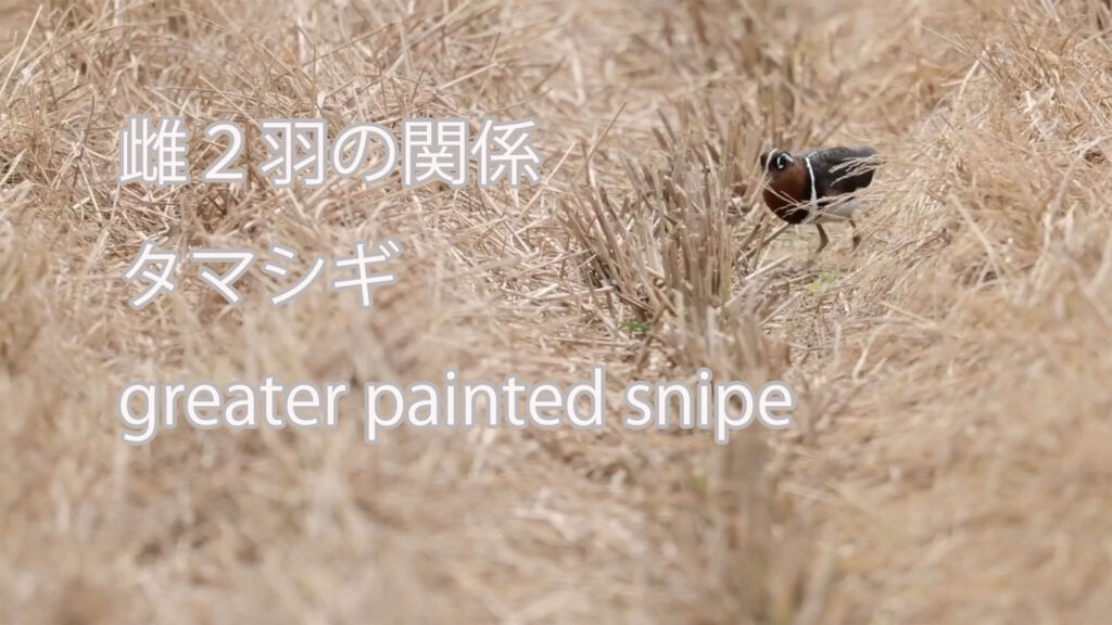 【雌２羽の関係】 タマシギ  greater painted snipe