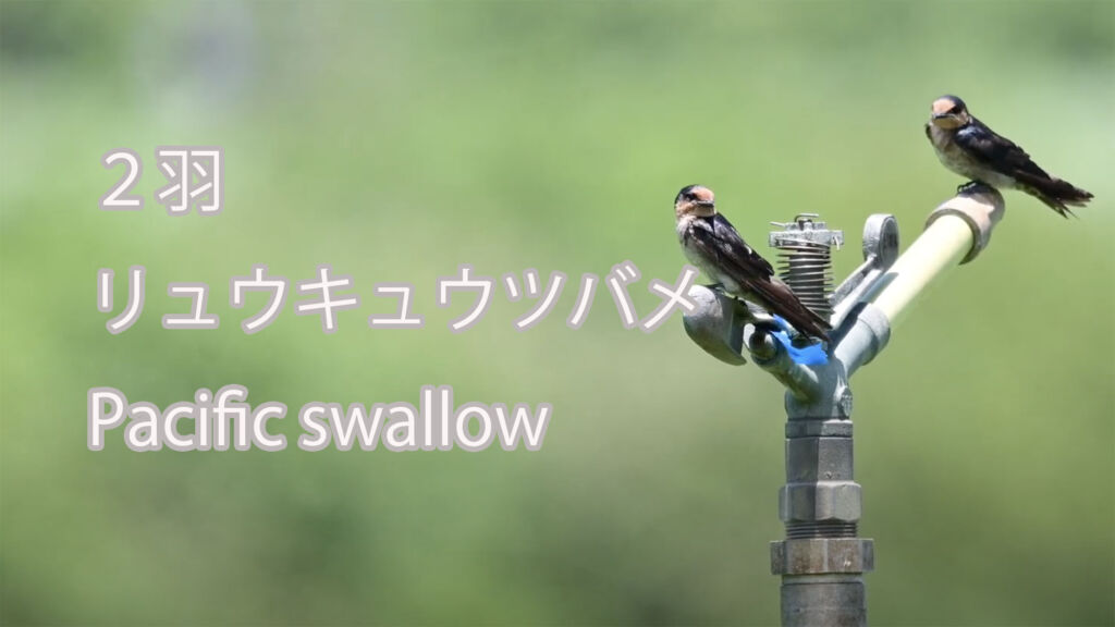 【２羽】 リュウキュウツバメ Pacific swallow