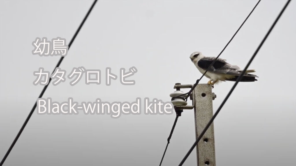 【幼鳥】 カタグロトビ Black-winged kite