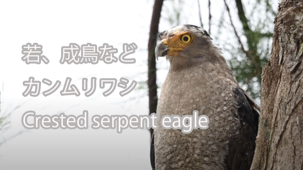 【若、成鳥など】 カンムリワシ Crested serpent eagle