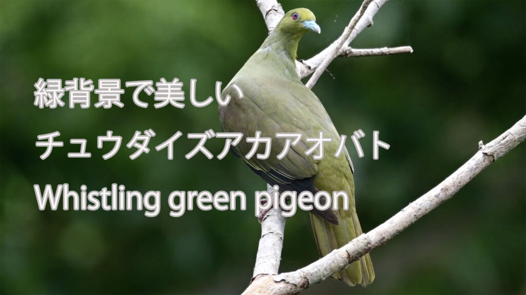 【緑背景で美しい】  チュウダイズアカアオバト  Whistling green pigeon