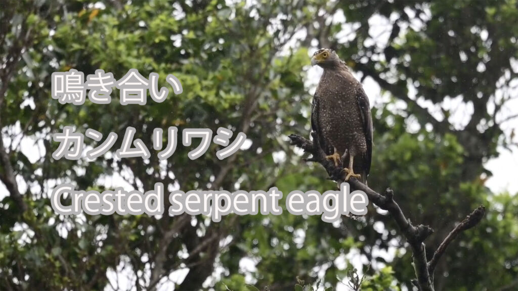 【鳴き合い】 カンムリワシ  Crested serpent eagle