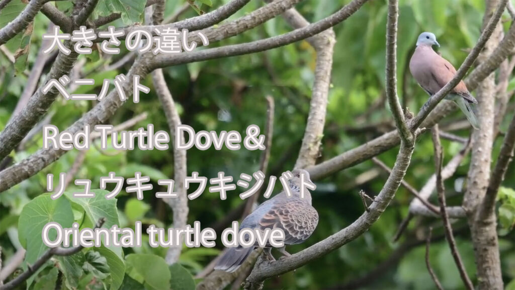 【大きさの違い】  ベニバト Red Turtle Dove＆  リュウキュウキジバト Oriental turtle dove