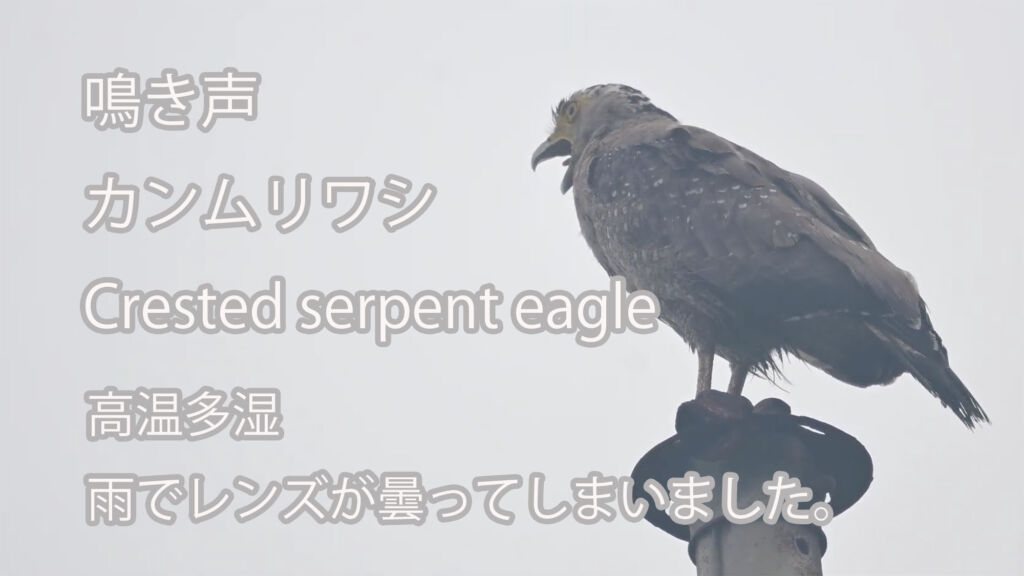 【鳴き声】 カンムリワシ  Crested serpent eagle
