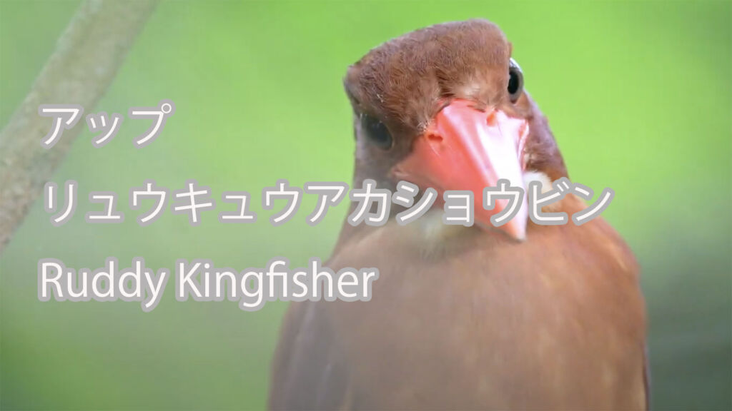 【アップ】  リュウキュウアカショウビン  Ruddy Kingfisher