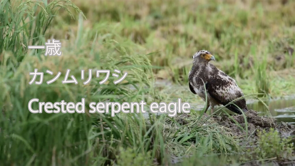 【一歳】 カンムリワシ Crested serpent eagle