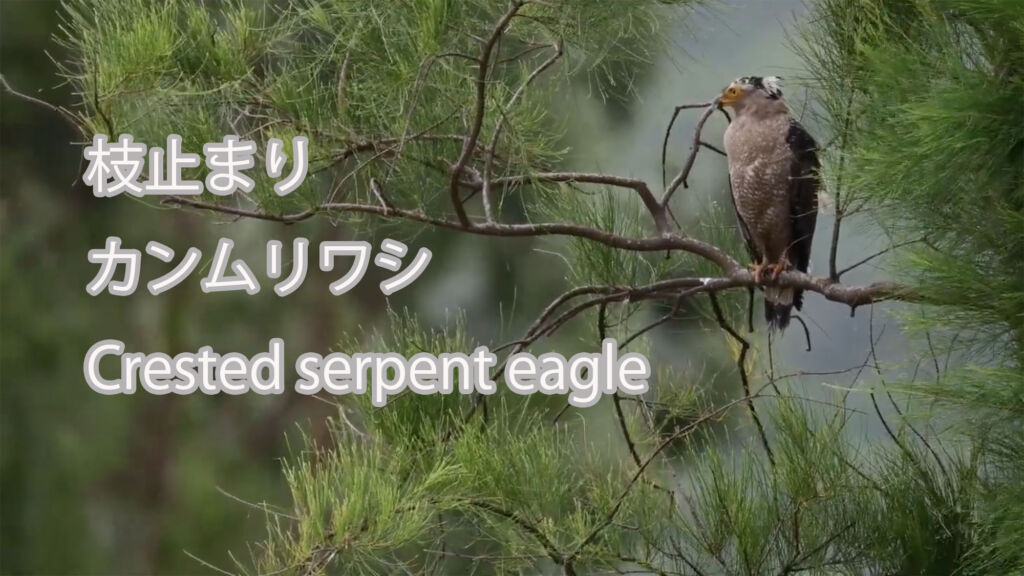 【枝止まり】 カンムリワシ Crested serpent eagle