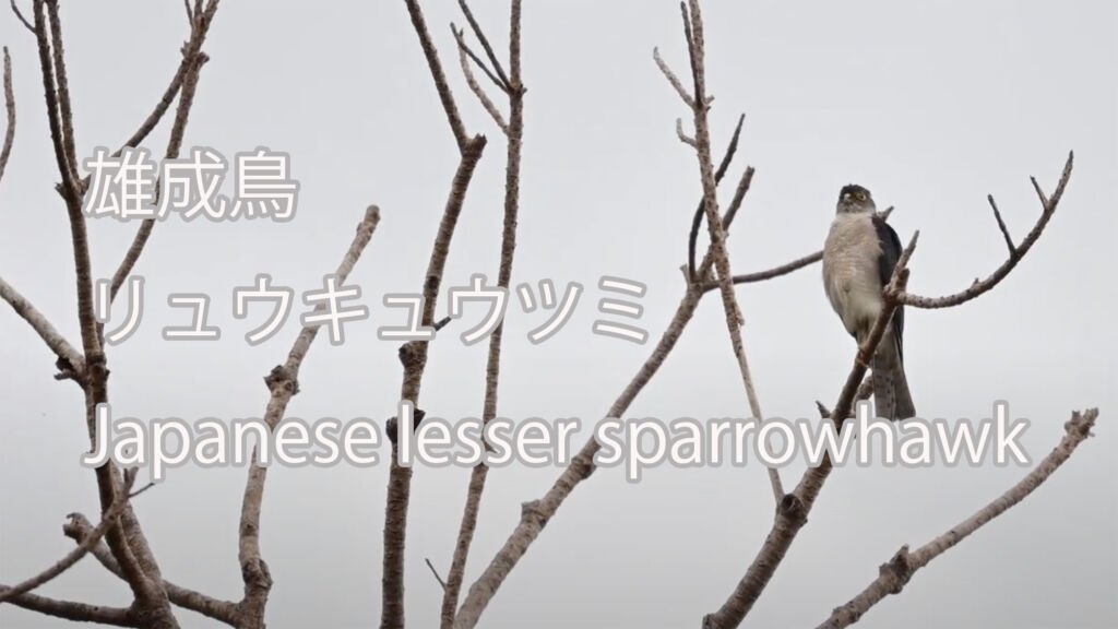 【雄成鳥】 リュウキュウツミ  Japanese lesser sparrowhawk