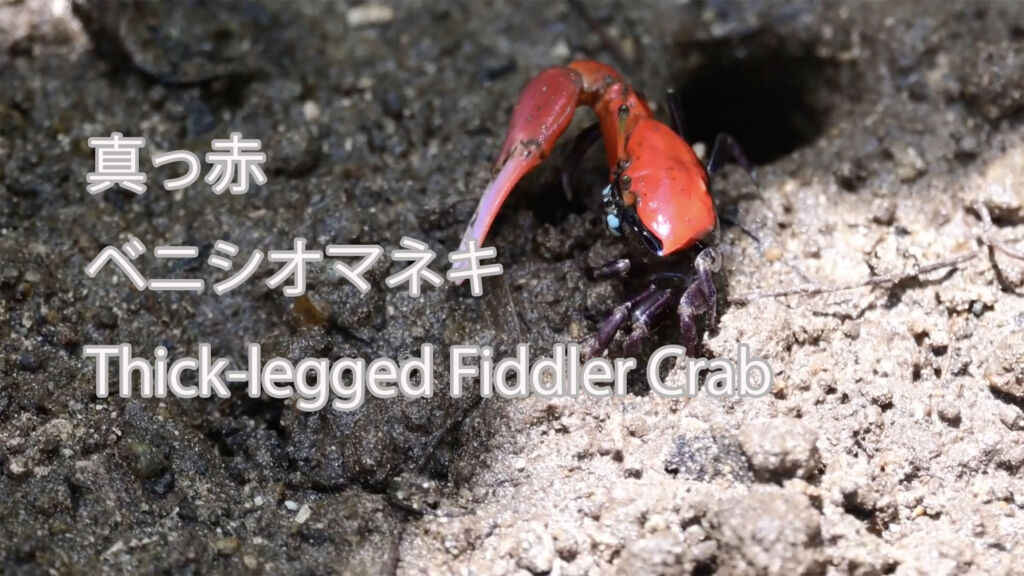 【真っ赤】 ベニシオマネキ  Thick-legged Fiddler Crab