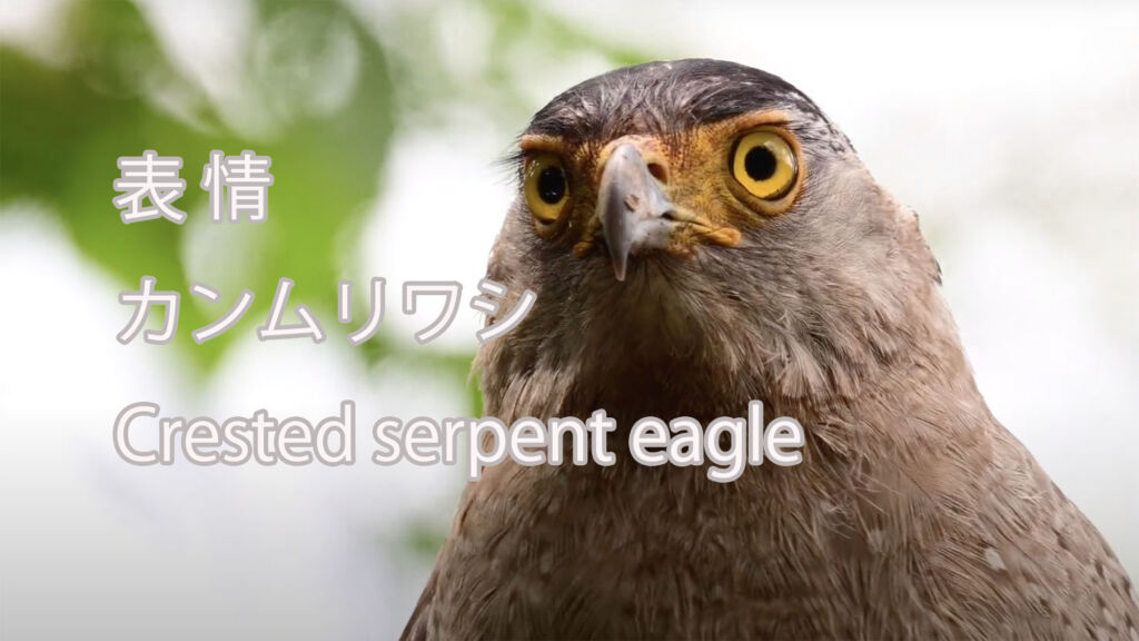 【表情】カンムリワシ Crested serpent eagle